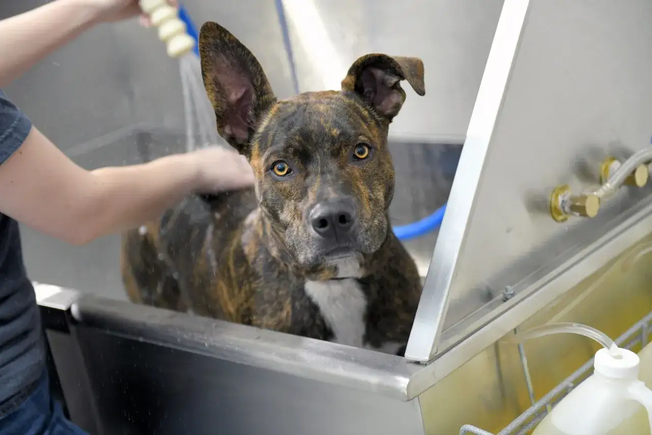 A brindle dog looks up as it's bathed. The question of how often should you bathe your dog is on many owners' minds.