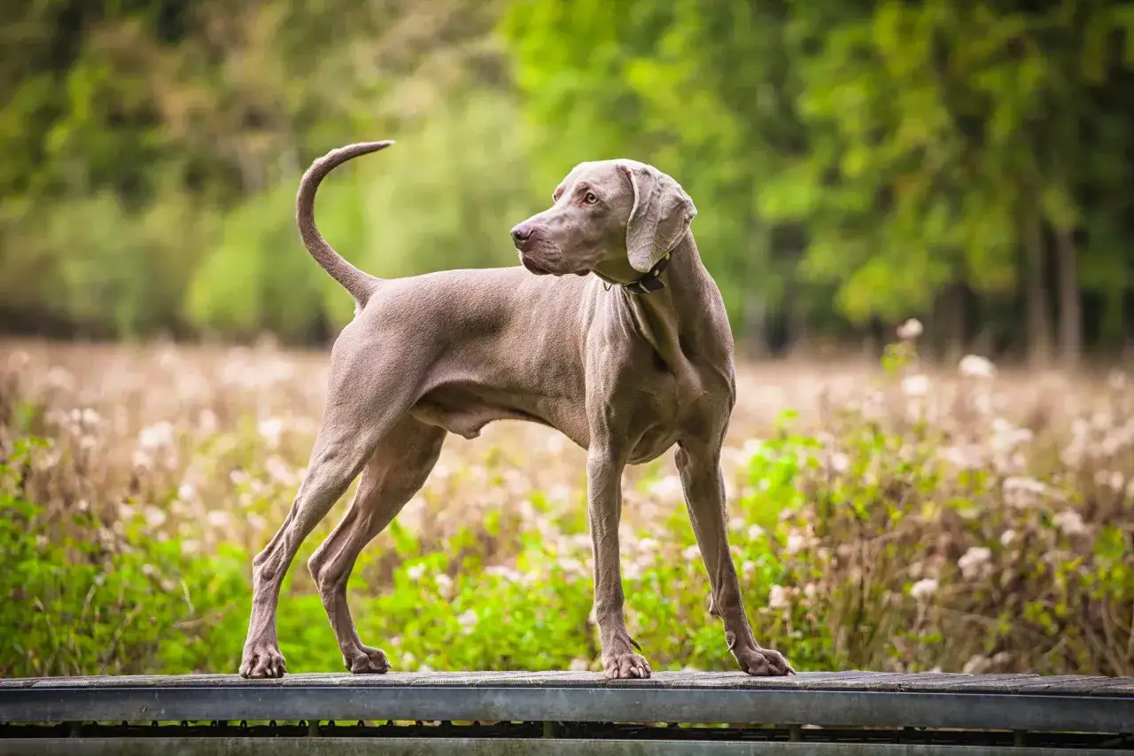 Ein eleganter Weimaraner Hund steht auf einer Holzplattform, sein Blick ist aufmerksam in die Ferne gerichtet.
