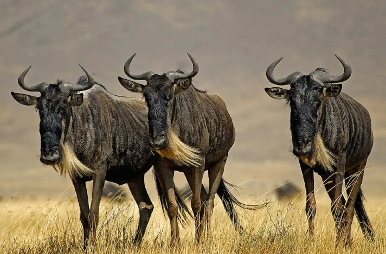 Trzy gnu na tle sawanny w rezerwacie Masai Mara. Ich charakterystyczne rogi i grzywy dodają im majestatu.