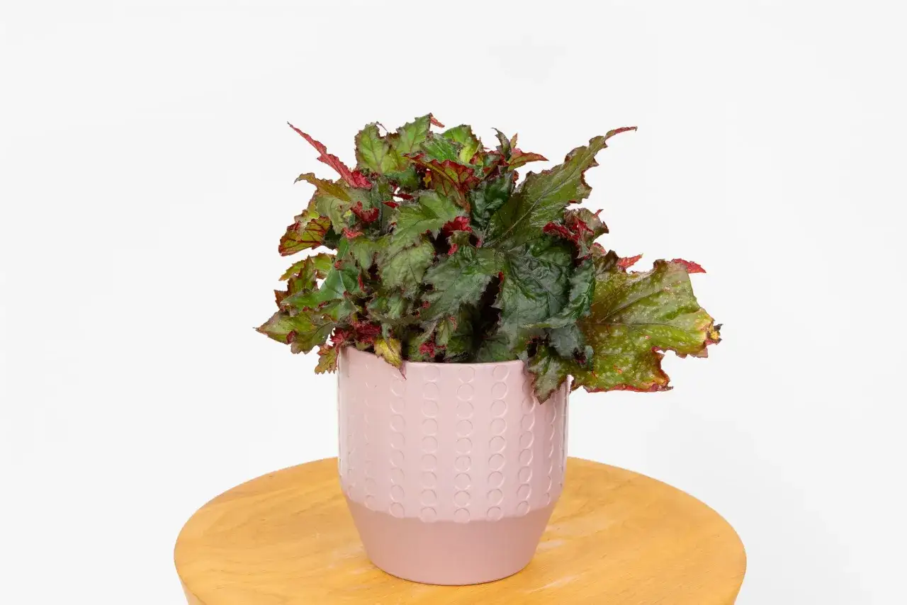 Urocza begonia doniczkowa w domu, z zielono-czerwonymi liśćmi, w r&oacute;żowej doniczce na drewnianym stołku.