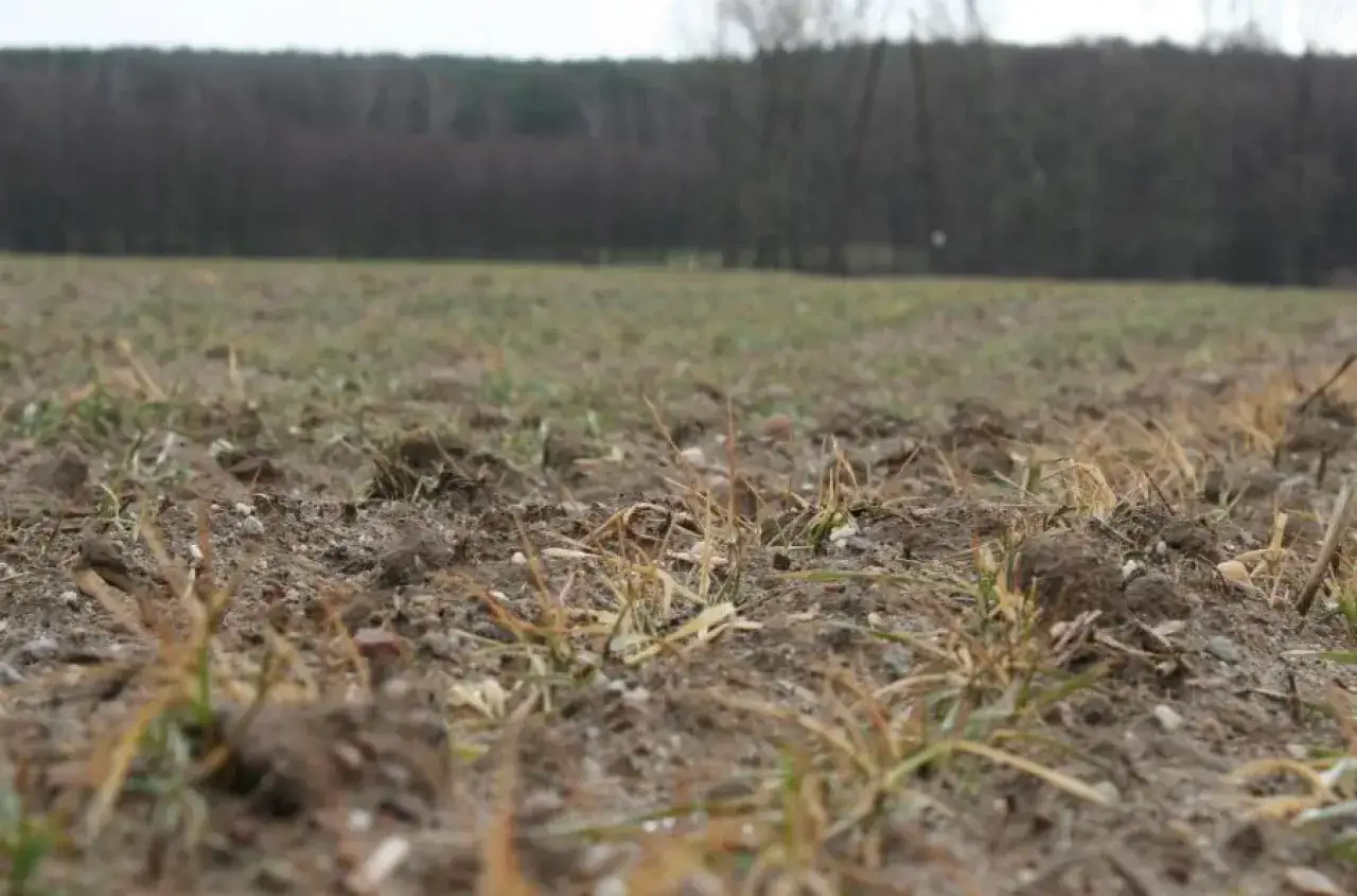 Wilgotna ziemia i kiełkująca trawa na polu. Czekamy na ciepłą pogoda na maj, by wszystko rozkwitło.