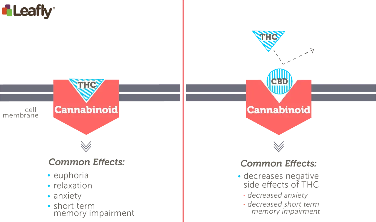 Porównanie działania THC i CBD. THC wywołuje euforię, relaksację, lęk i problemy z pamięcią. CBD łagodzi negatywne skutki THC, zmniejszając lęk i problemy z pamięcią.