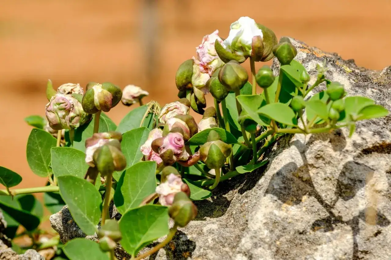 La pianta capperi cresce tra le rocce, con boccioli verdi e fiori bianchi che si aprono.