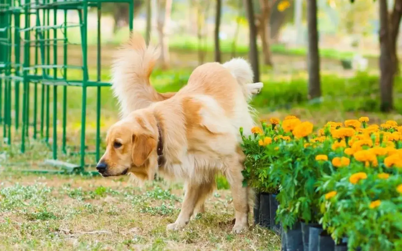 Un golden retriever près de fleurs jaunes, peut-être cherche-t-il une recette de grand-mère répulsif chien pour éloigner les nuisibles.