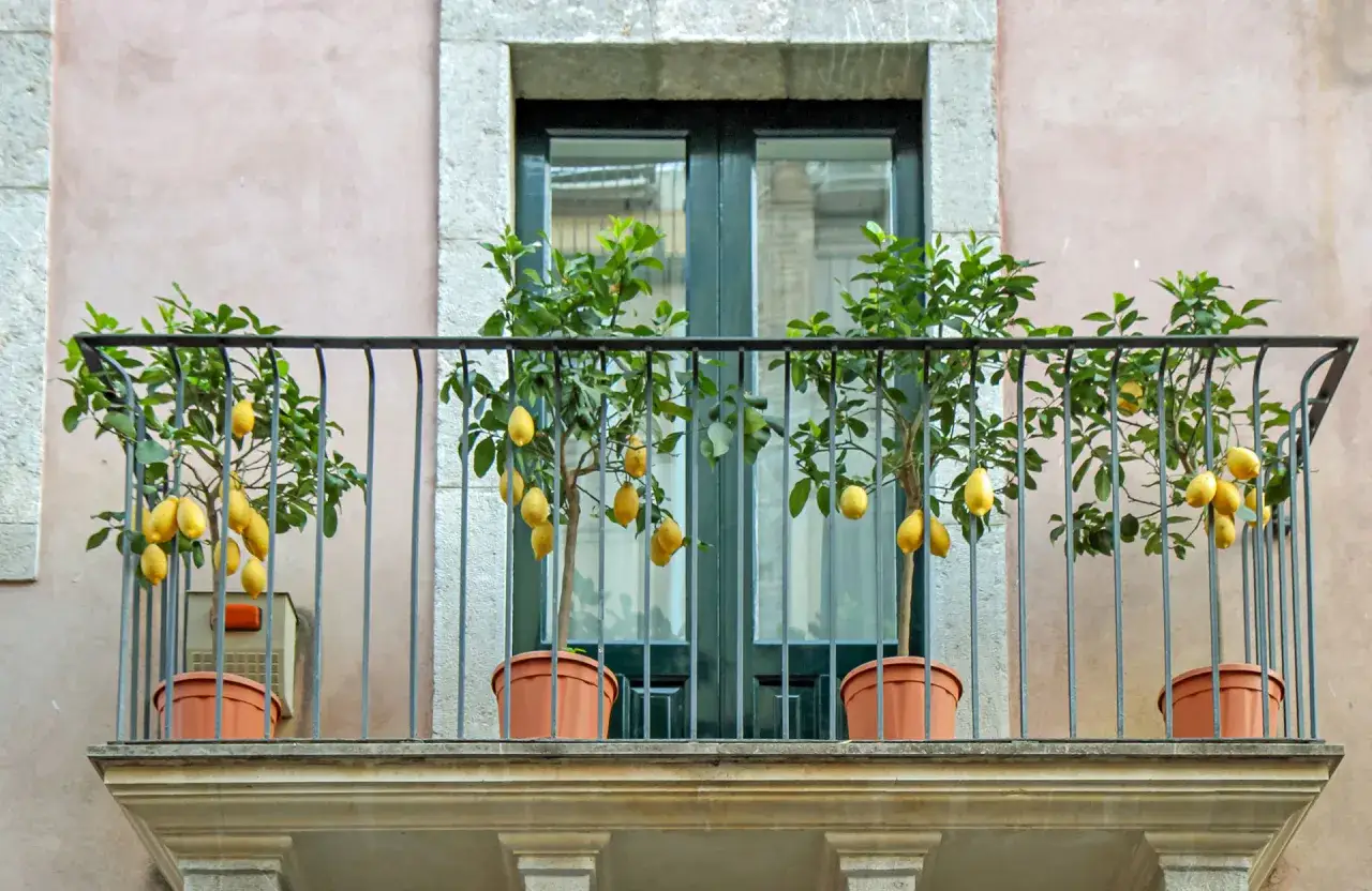 Quatre petits arbres fruitiers chargés de citrons jaunes ornent un balcon.