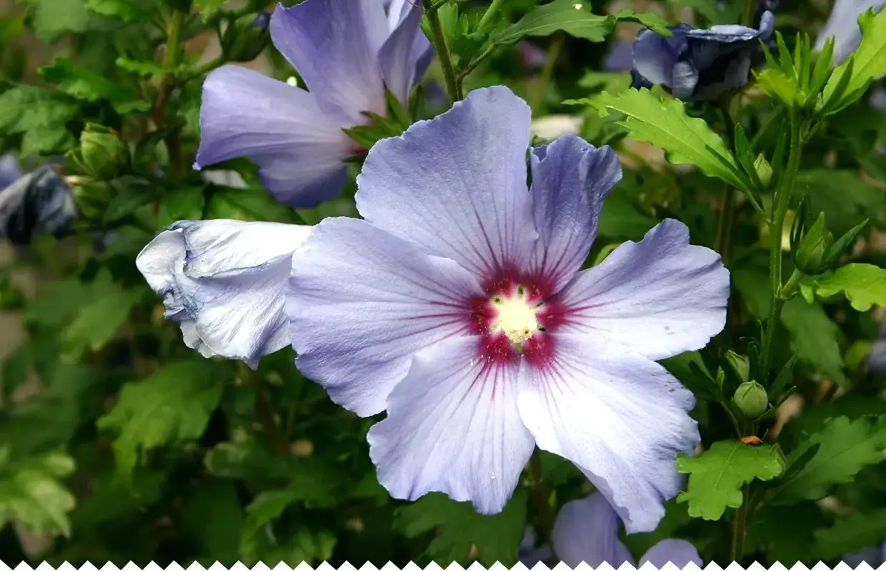 Gros plan sur une fleur d'hibiscus bleu pâle aux pétales délicats et au cœur pourpre. La taille de l'hibiscus est impressionnante.