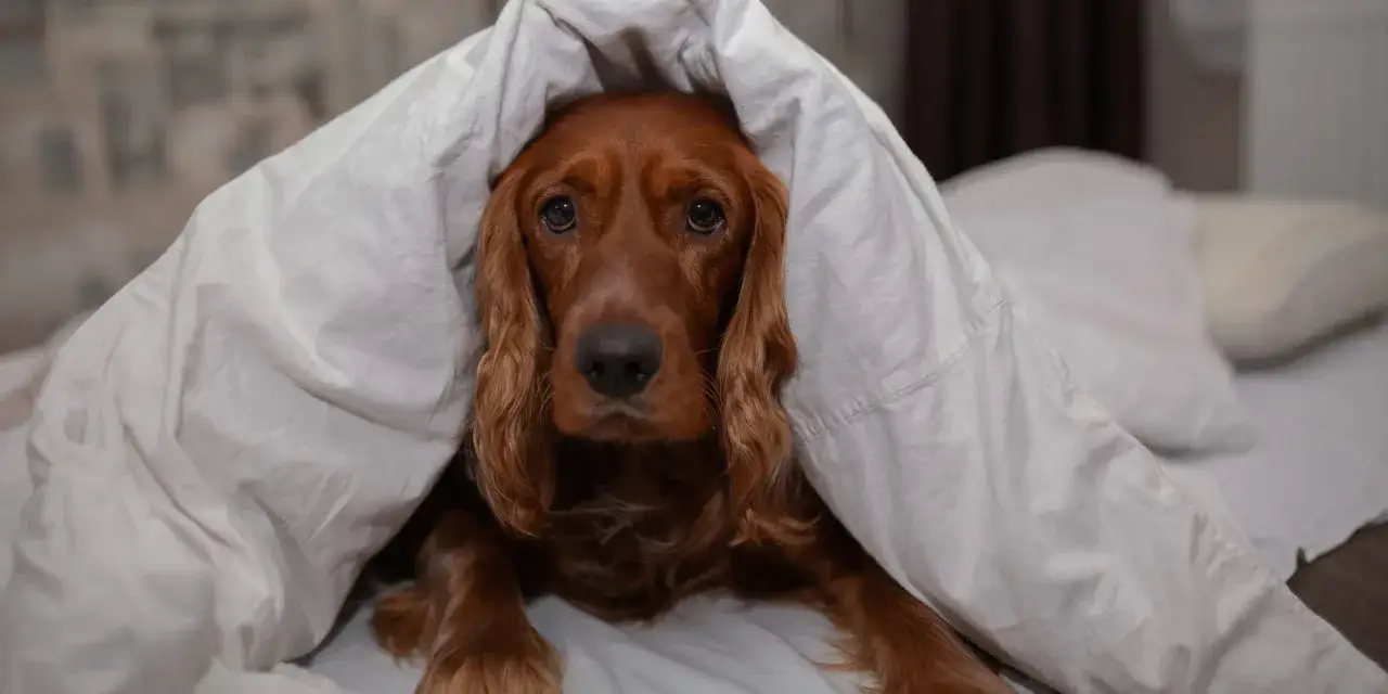 A sleepy Irish Setter peeks out from under a white duvet. Perhaps this is why do dogs sleep so much - they're dreaming of chasing squirrels!