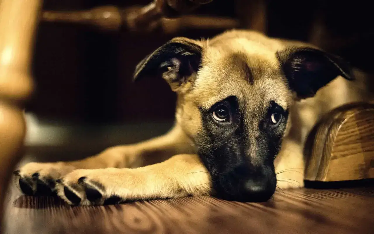 Cucciolo triste con occhi imploranti, forse soffre di insufficienza renale e non beve.