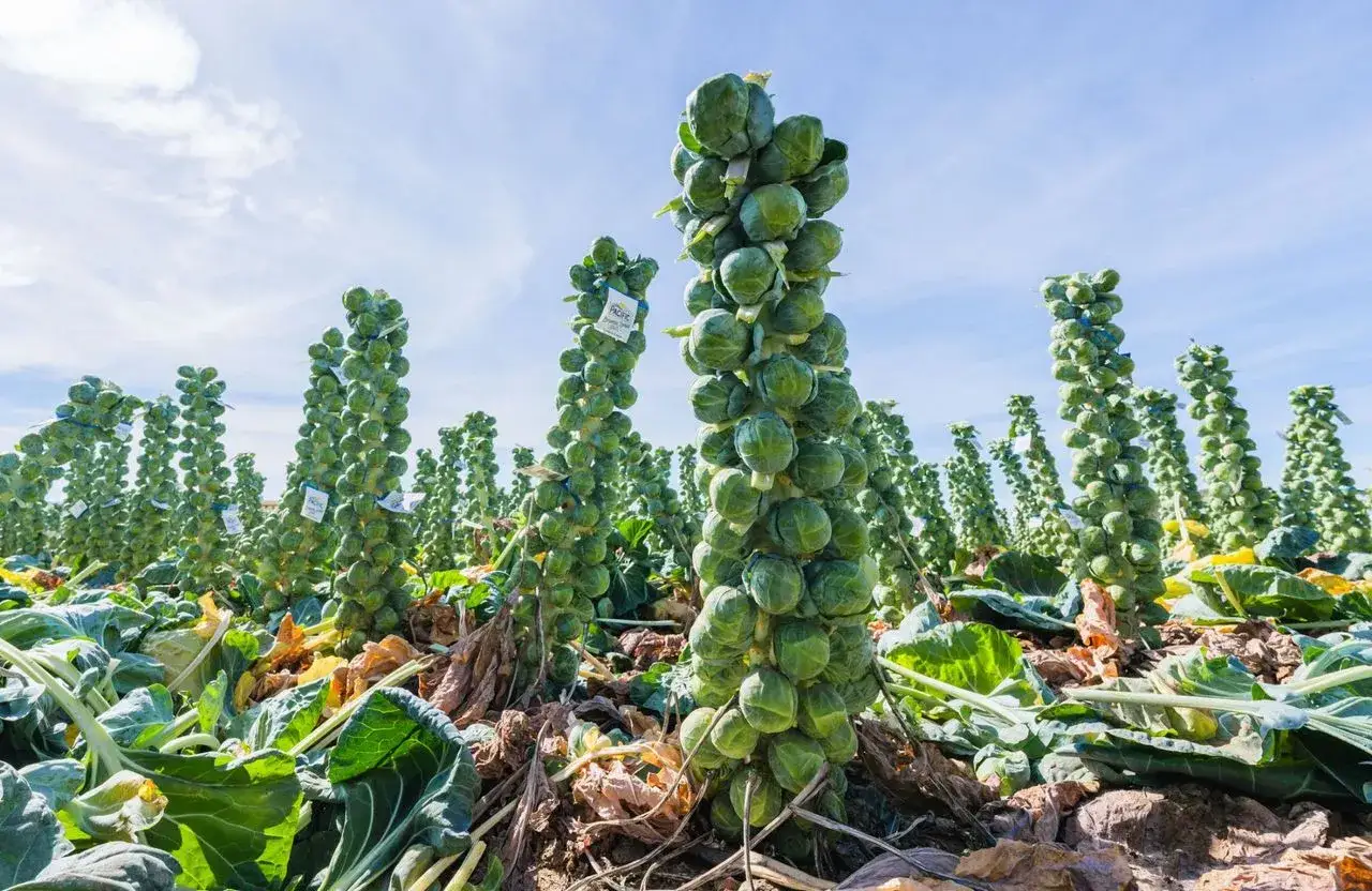 Champ de choux de Bruxelles en pleine croissance, les tiges chargées de petits choux verts sous un ciel bleu.