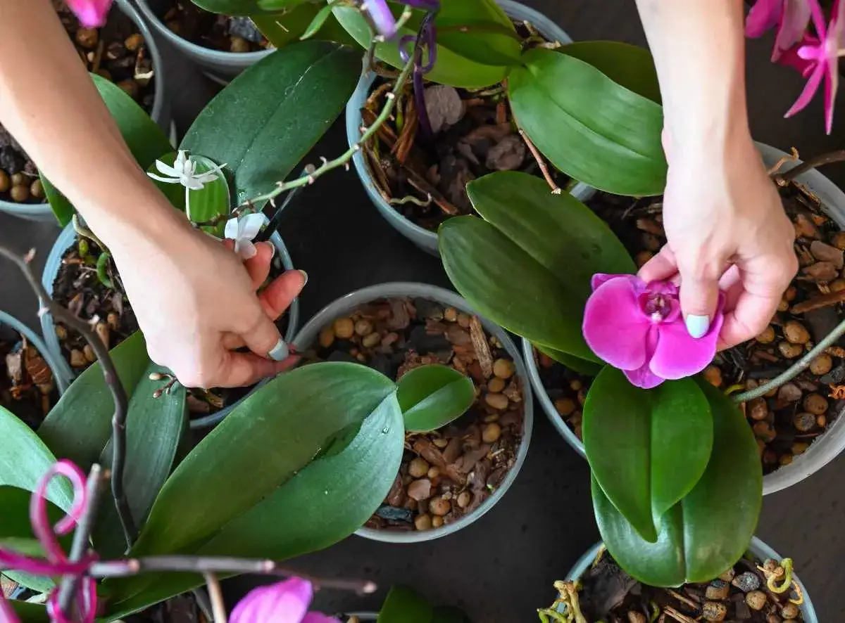 Mains d&eacute;licates ajustant une orchid&eacute;e rose en pleine floraison, entour&eacute;e de ses s&oelig;urs vertes.