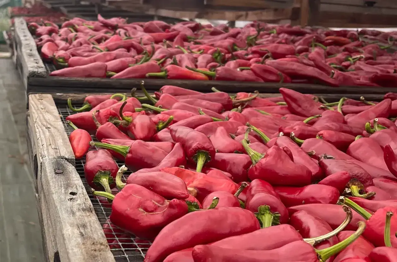 Des piments rouges séchant sur des claies en bois, une scène qui évoque la richesse de la culture piment.