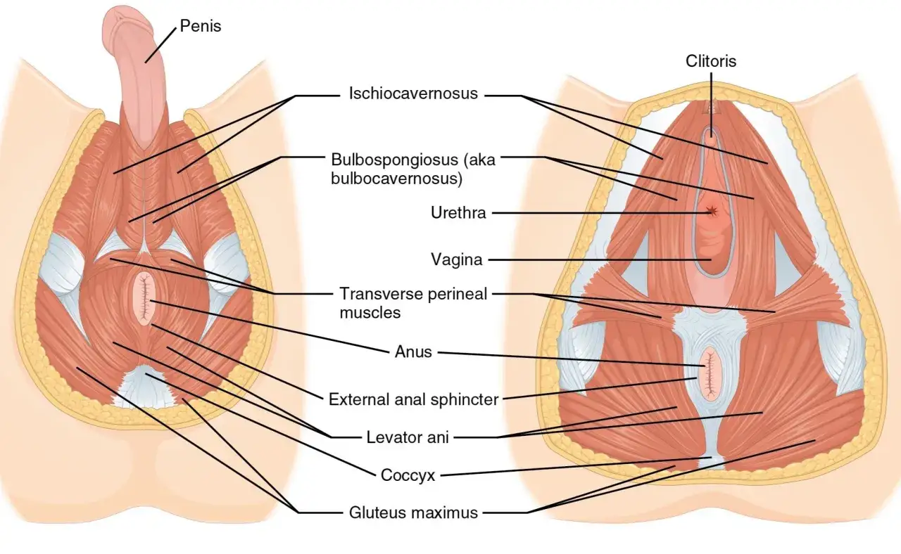 Muscolatura pelvica maschile e femminile, fondamentale per gli esercizi di Kegel.