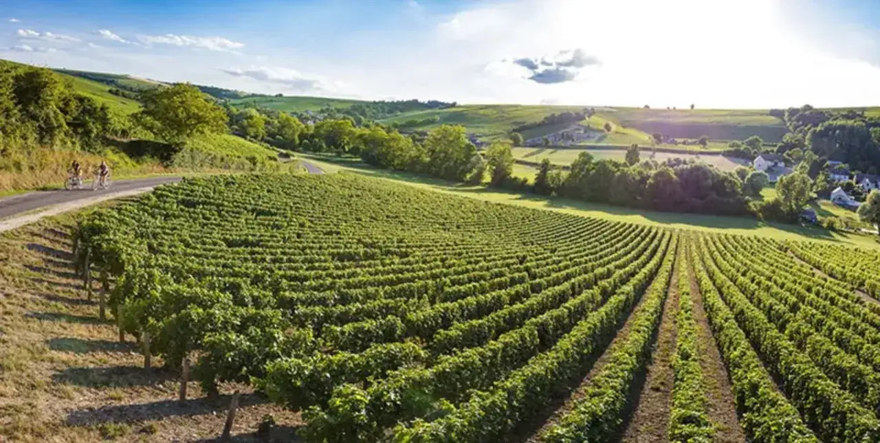 Paysage de vignoble verdoyant sous un ciel bleu. Deux cyclistes p&eacute;dalent sur une route sinueuse, peut-&ecirc;tre en qu&ecirc;te du meilleur vin de Loire rouge.