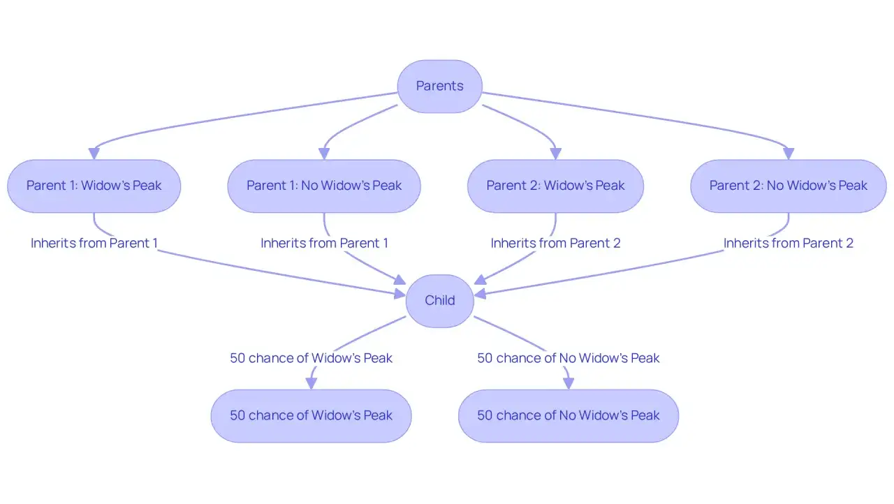 Diagrama de herencia del pico de viuda. Muestra c&oacute;mo un padre con pico de viuda dominante o recesivo puede transmitir el rasgo a su hijo, con un 50% de probabilidad.