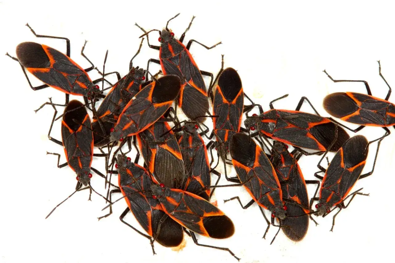 A cluster of boxelder bugs, showcasing their distinctive black and red markings, hinting at their boxelder bug life cycle.