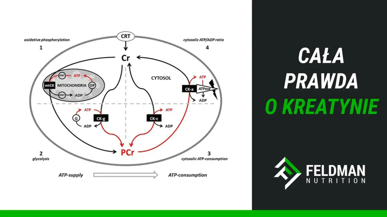 Schemat przedstawia cykl przemian kreatyny (CRT) w kom&oacute;rce, wyjaśniając, co to jest kreatyna i jej rolę w produkcji energii ATP.