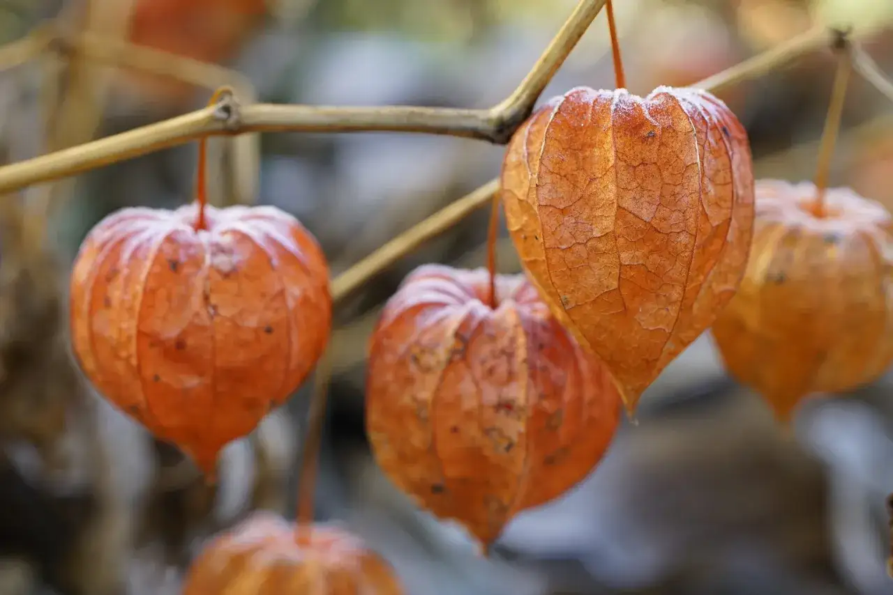 Orangene Lampionblumen mit Raureif, die an einem Ast h&auml;ngen. Der ideale physalis standort ist sonnig und gesch&uuml;tzt.