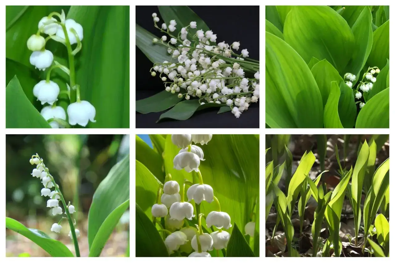 Des clochettes blanches délicates, parfaites pour planter du muguet au printemps.