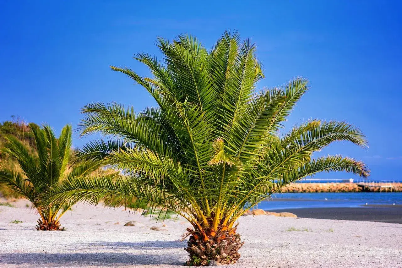 Palmy na piaszczystej plaży, idealne miejsce, gdzie w lipcu na wakacje. Błękitne niebo i spokojne morze.