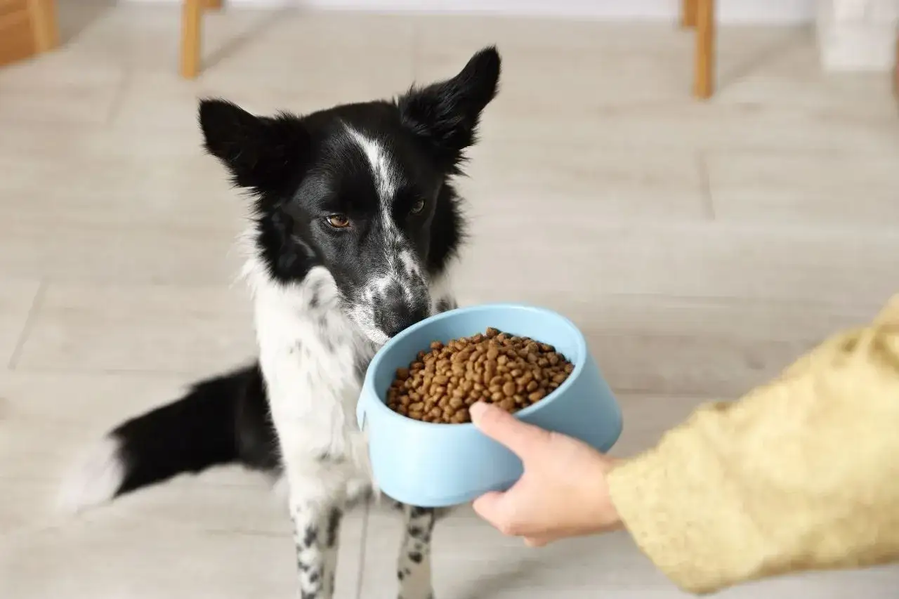 Un border collie attend patiemment son repas. L'alimentation de ce chien est essentielle pour son énergie.