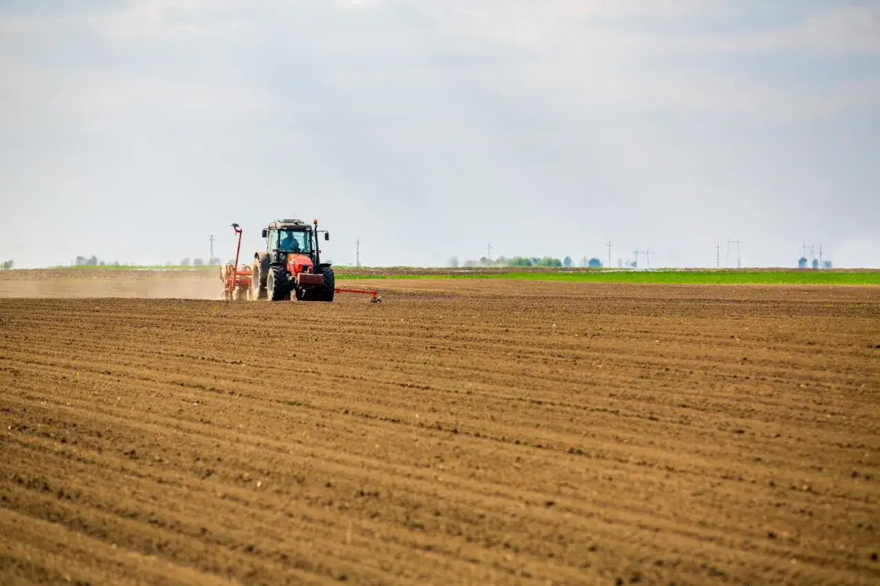 Czerwony traktor sieje jęczmień ozimy na świeżo zaoranym polu.