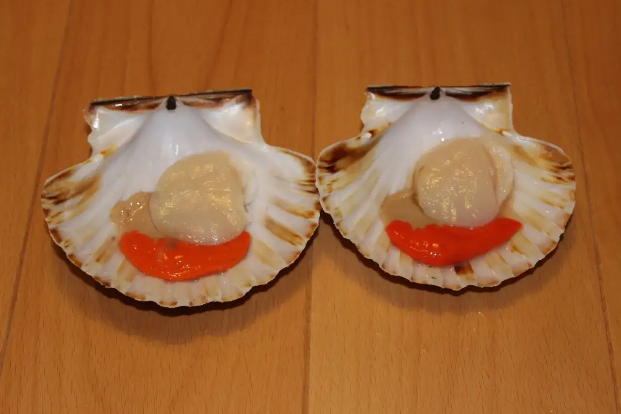 Dos vieiras frescas en sus conchas, listas para cocinar. Las vieiras son un manjar marino.
