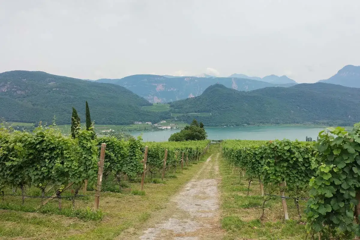 Vigneti rigogliosi con vista sul lago e montagne, un paesaggio tipico delle cantine Bolzano.
