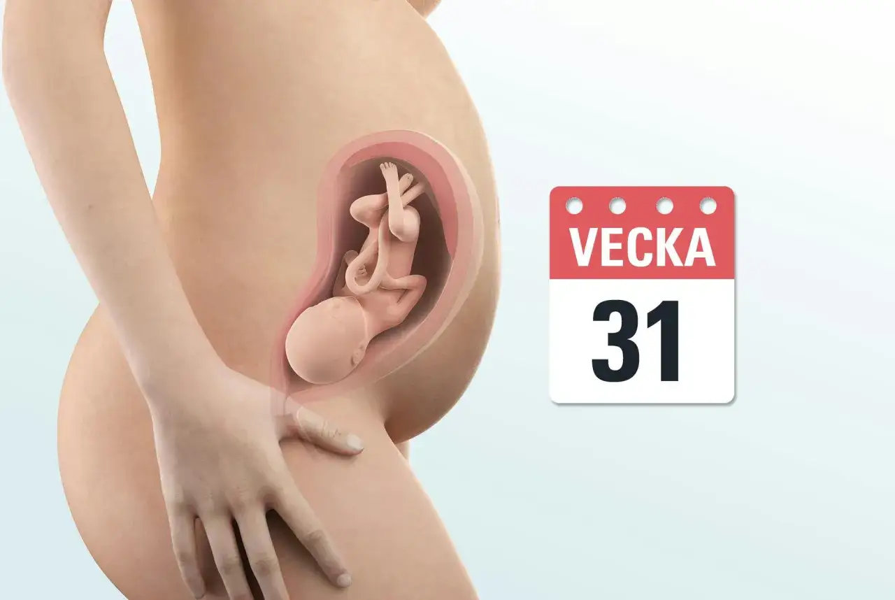 Gravid mage med foster i vecka 31. En kalenderikon visar 