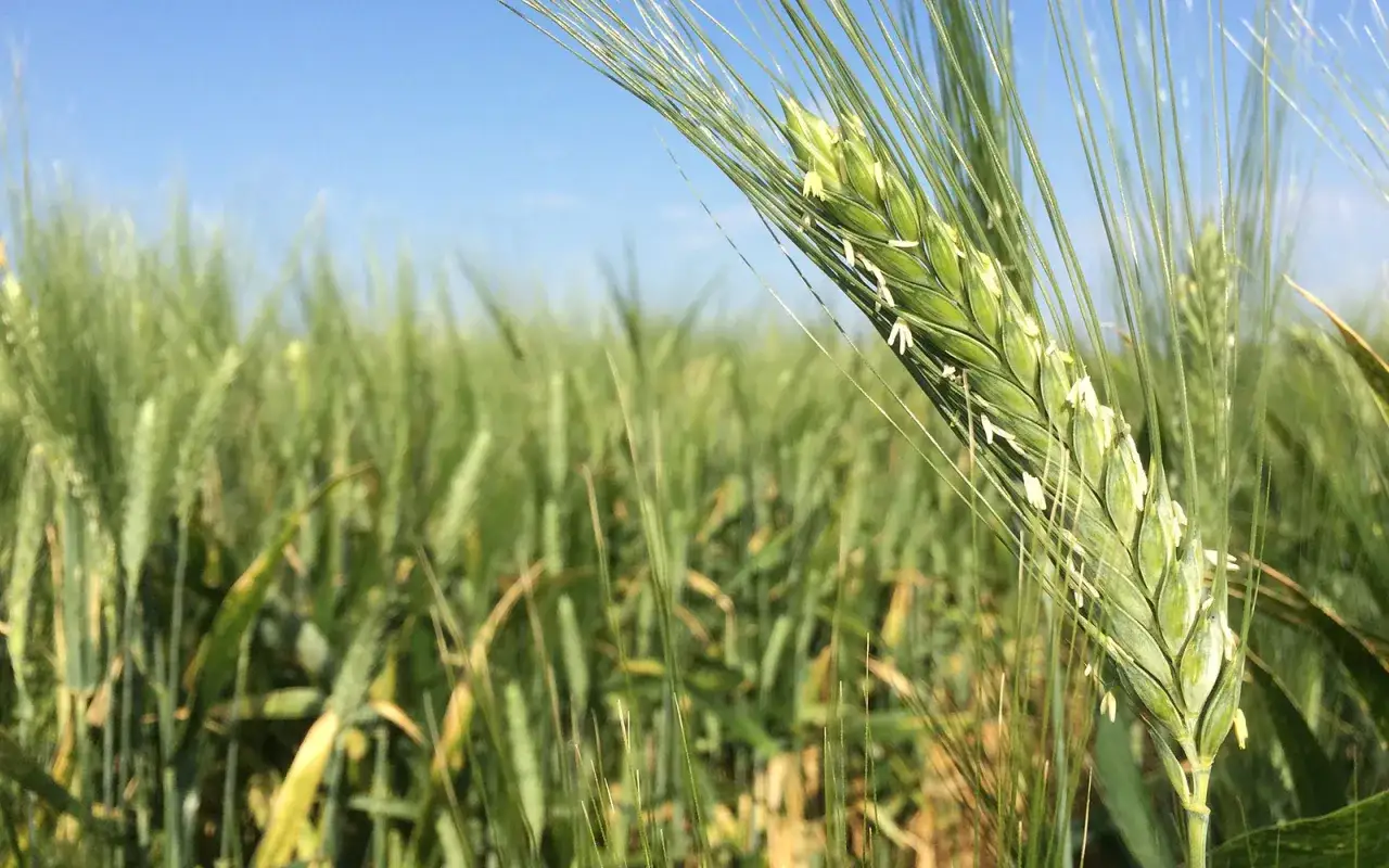 Épi de blé dur vert, aux longues barbes fines, se détachant sur un champ verdoyant sous un ciel bleu clair.
