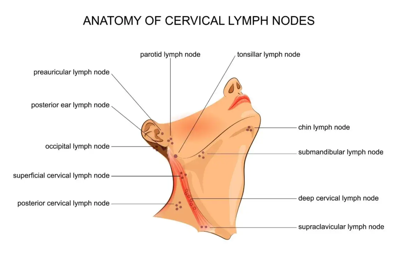 Anatomia węzłów chłonnych szyi. Widoczny węzeł chłonny za uchem (posterior ear lymph node) oraz inne grupy węzłów.