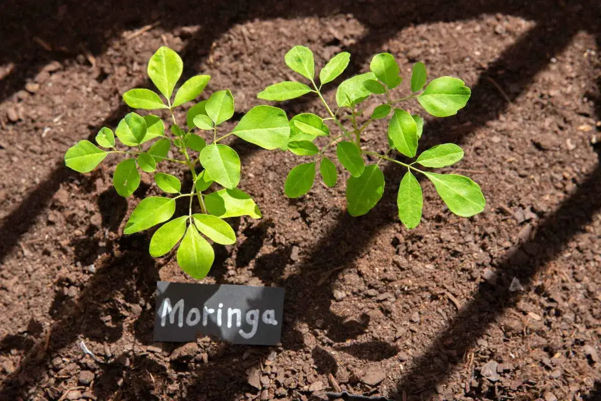 Giovani piantine di moringa prosperano in Italia, con foglie verdi brillanti che spuntano dal terreno fertile.
