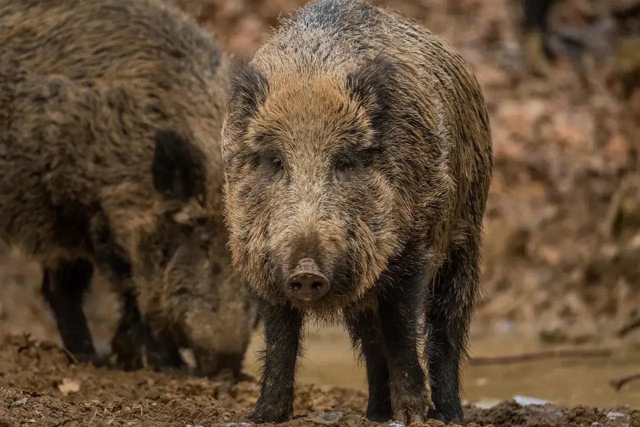 Dwa dziki w lesie. Dorosły samiec może ważyć nawet 200 kg, a samica 100 kg.