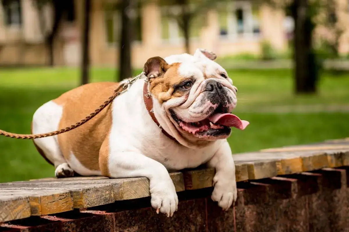 Buldog angielski o łagodnym charakterze, z językiem na wierzchu, leży na ławce w parku.