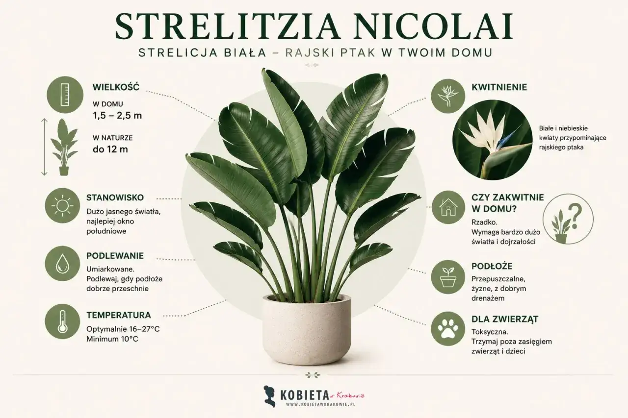 Strelitzia Nicolai, czyli rajski ptak. Podlewanie umiarkowane, gdy podłoże przeschnie. Duże, zielone liście w donicy.