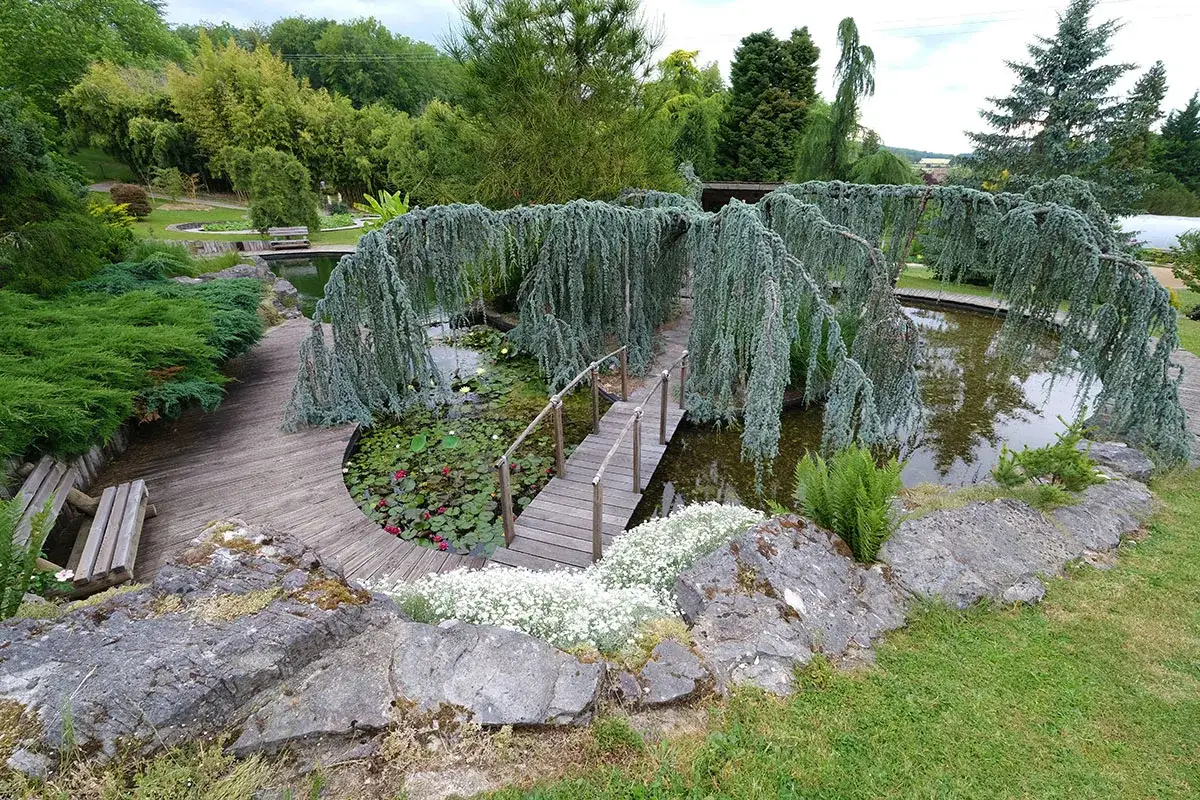 Un jardin paisible avec un &eacute;tang, des n&eacute;nuphars, un pont en bois et un c&egrave;dre pleureur, le sol pleureur cr&eacute;ant une arche naturelle.