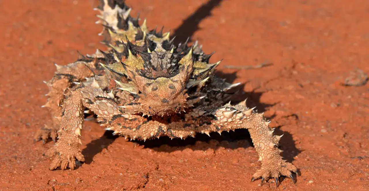Un pequeño dragon del desierto, cubierto de espinas, camina sobre arena rojiza.