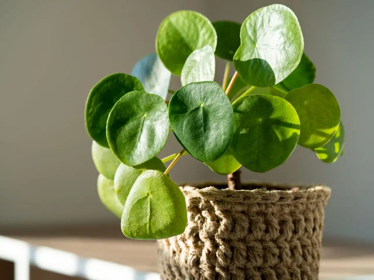 Planta del dinero en maceta de yute, ideal para colocarla donde reciba luz indirecta y atraiga prosperidad.