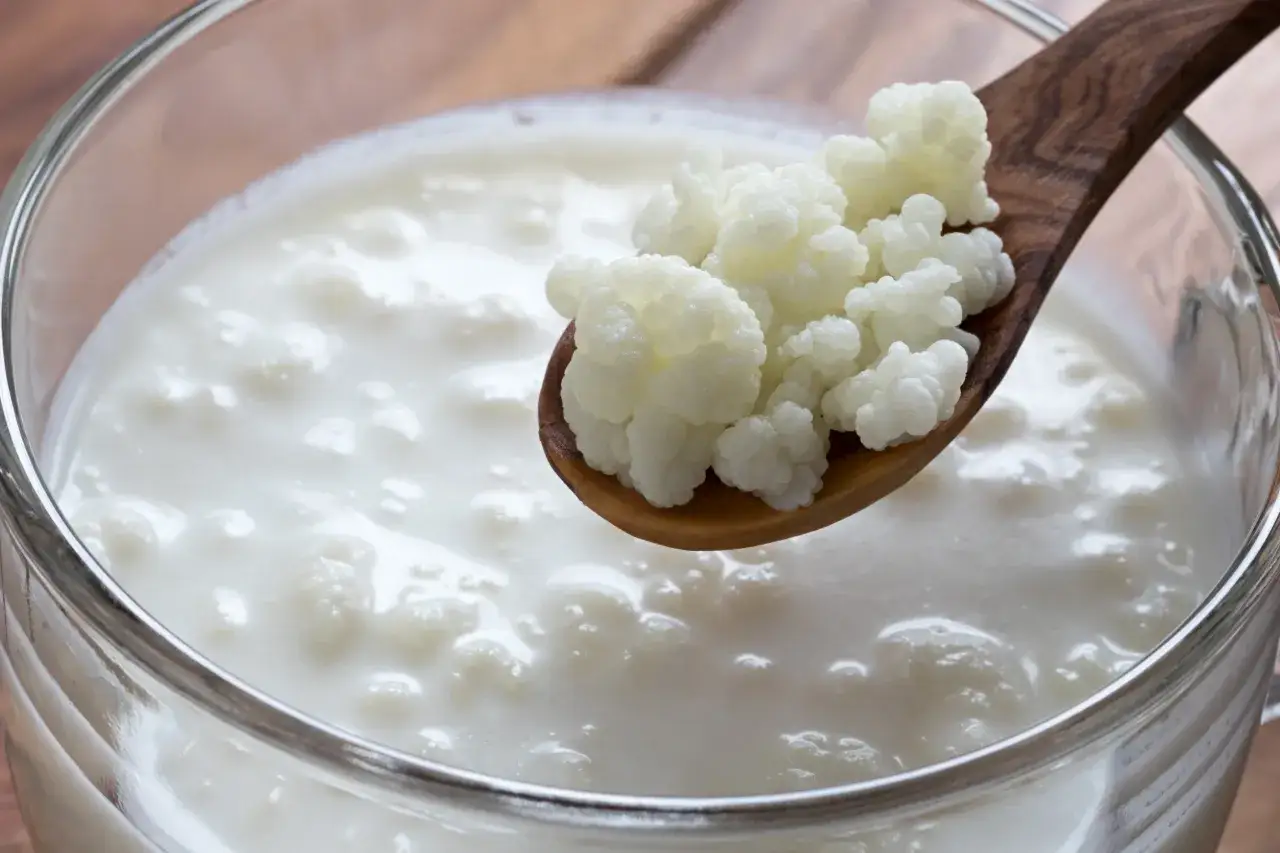 Ziarna kefirowe na drewnianej łyżce nad mlekiem. Tak powstaje kefir, zdrowy napój fermentowany.