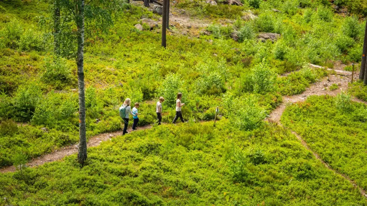 Familj vandrar på en stig bland grönskande ljung och små träd. Vackra vandringsleder Falun bjuder på naturupplevelser.