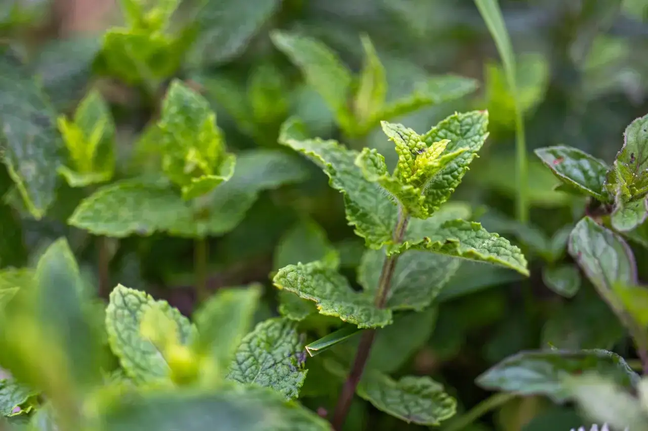 Liście mięty pieprzowej i zielonej, kluczowe dla różnicy między nimi w drinkach mojito.