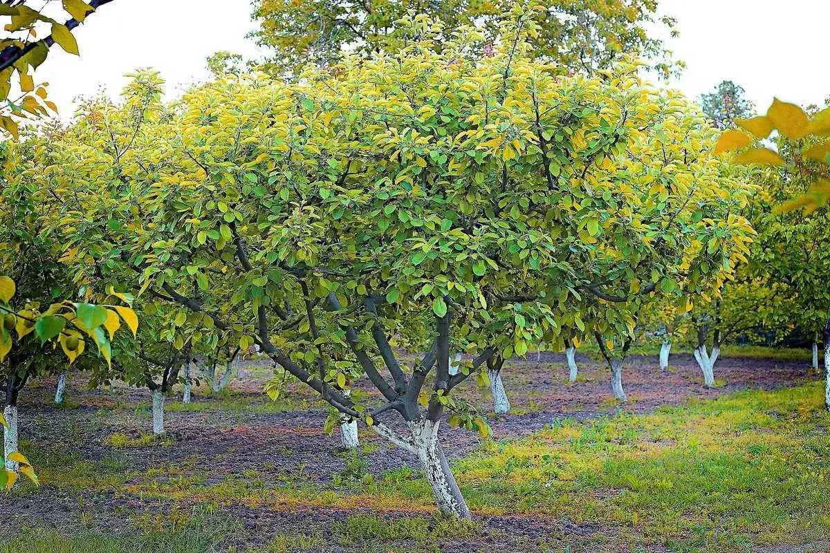 Un jeune abricotier, taillé pour une croissance optimale, se dresse au milieu d'un verger. Ses feuilles vertes et jaunes annoncent l'automne.