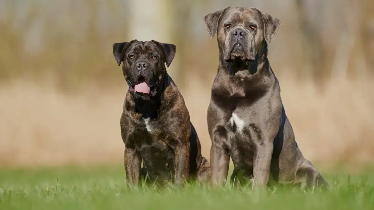 Dwa psy rasy Cane Corso siedzą na trawie. Czy cane corso są groźne? Te psy wyglądają na spokojne i pewne siebie.