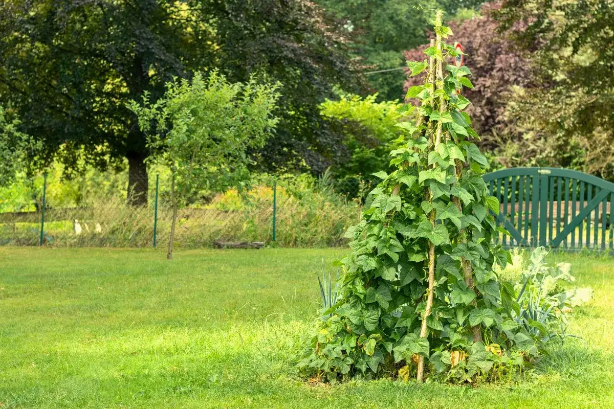Ein hoher Rankturm mit stangenbohnen pflanzen, umgeben von einem gr&uuml;nen Rasen und B&auml;umen.