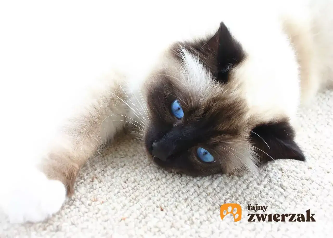 Kot rasy Ragdoll z niebieskimi oczami leży na dywanie. Wygląda jak pluszowy **toy bobtail**, gotowy do zabawy.