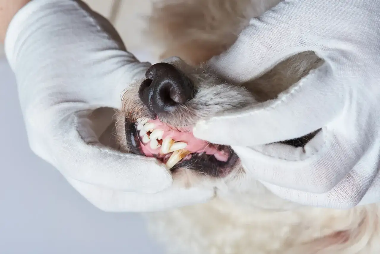 A close-up of a veterinarian's gloved hands gently examining the teeth of a fluffy white dog. The dog's mouth is open, revealing its pink gums and white teeth, some showing slight discoloration.