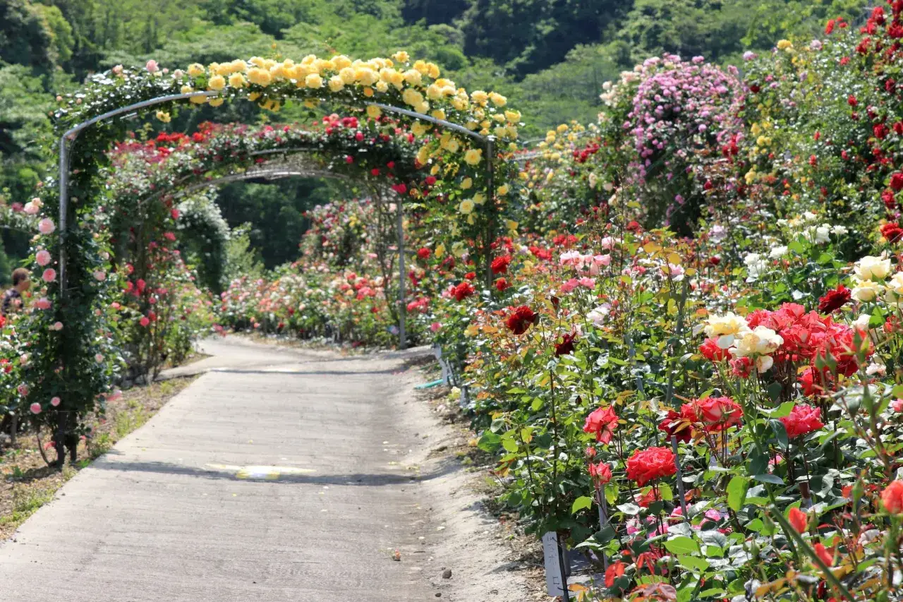 Un sentiero fiorito tra archi di rose gialle e rosse. Un'oasi di colori e profumi, un luogo incantevole da scoprire a Cavriglia.