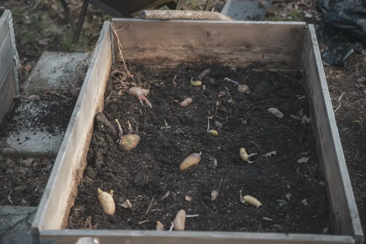 Potatisar med groddar ligger redo att plantera potatis i en pallkrage fylld med jord.