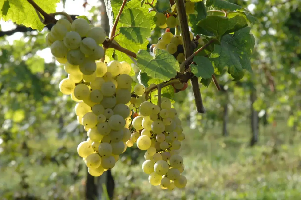 Grappoli maturi di incrocio Manzoni bianco pendono da un vigneto, illuminati dal sole.