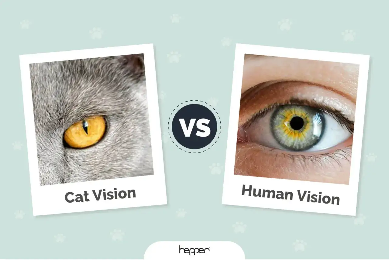 Comparaison des yeux : un &oelig;il de chat gris aux reflets dor&eacute;s et un &oelig;il humain aux iris verts et jaunes. D&eacute;couvrez comment les chats voient les humains.