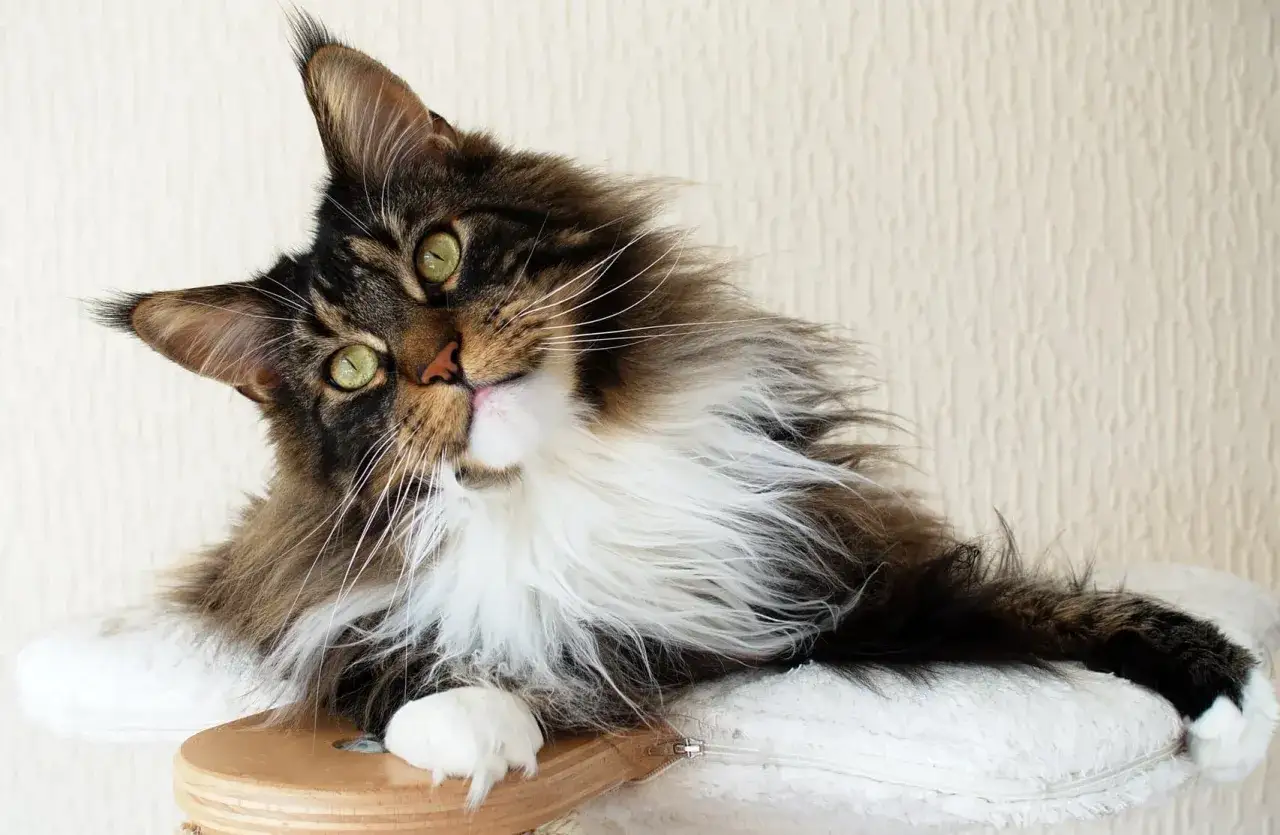 En majestätisk Main Coon-katt med gröna ögon och en fluffig man lutar sig bekvämt mot en kudde.